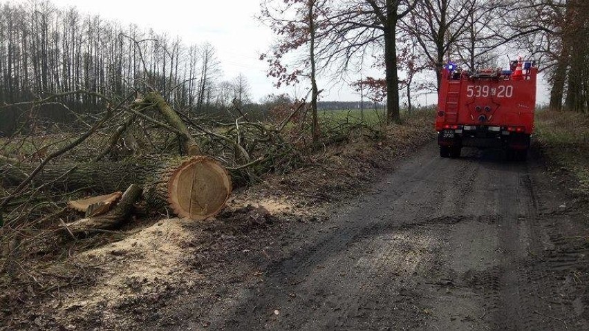 Gmina Stara Dąbrowa. Dachowanie samochodu i drzewo na drodze [zdjęcia]