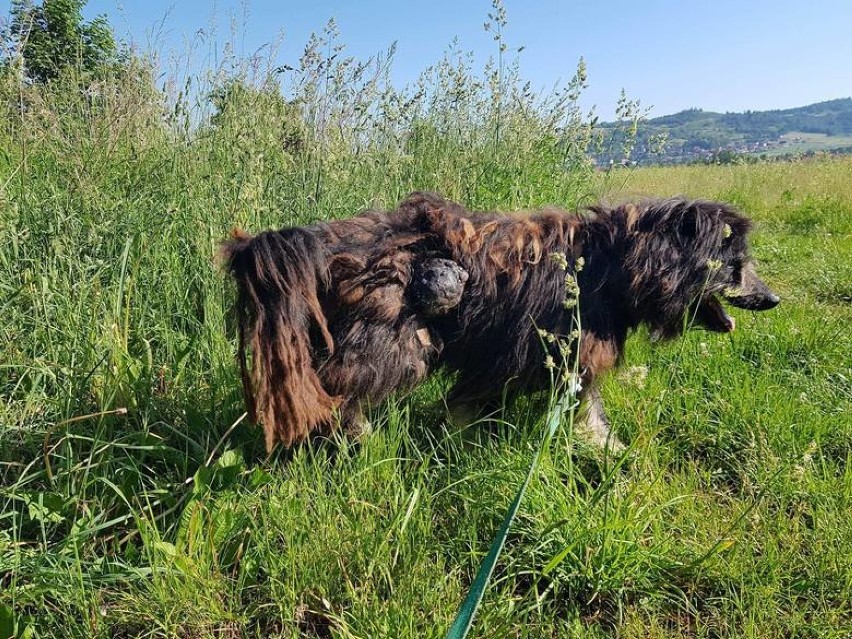 Odbierał skrajnie zaniedbane zwierzęta, teraz ma problemy