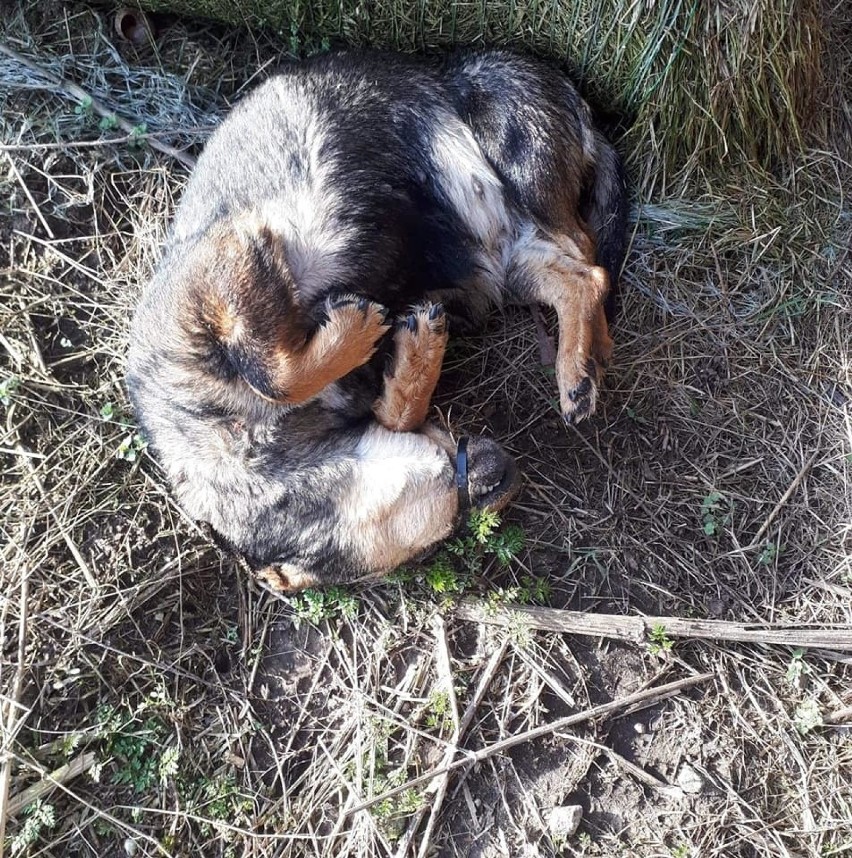 Nieznany sprawca zabił psa pod miejscowością Goleniów