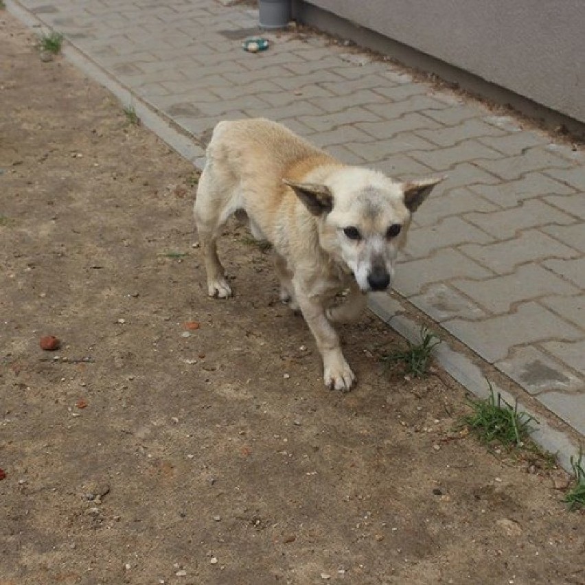 To niewielki dziadek, który trafił do nas w bardzo kiepskim...