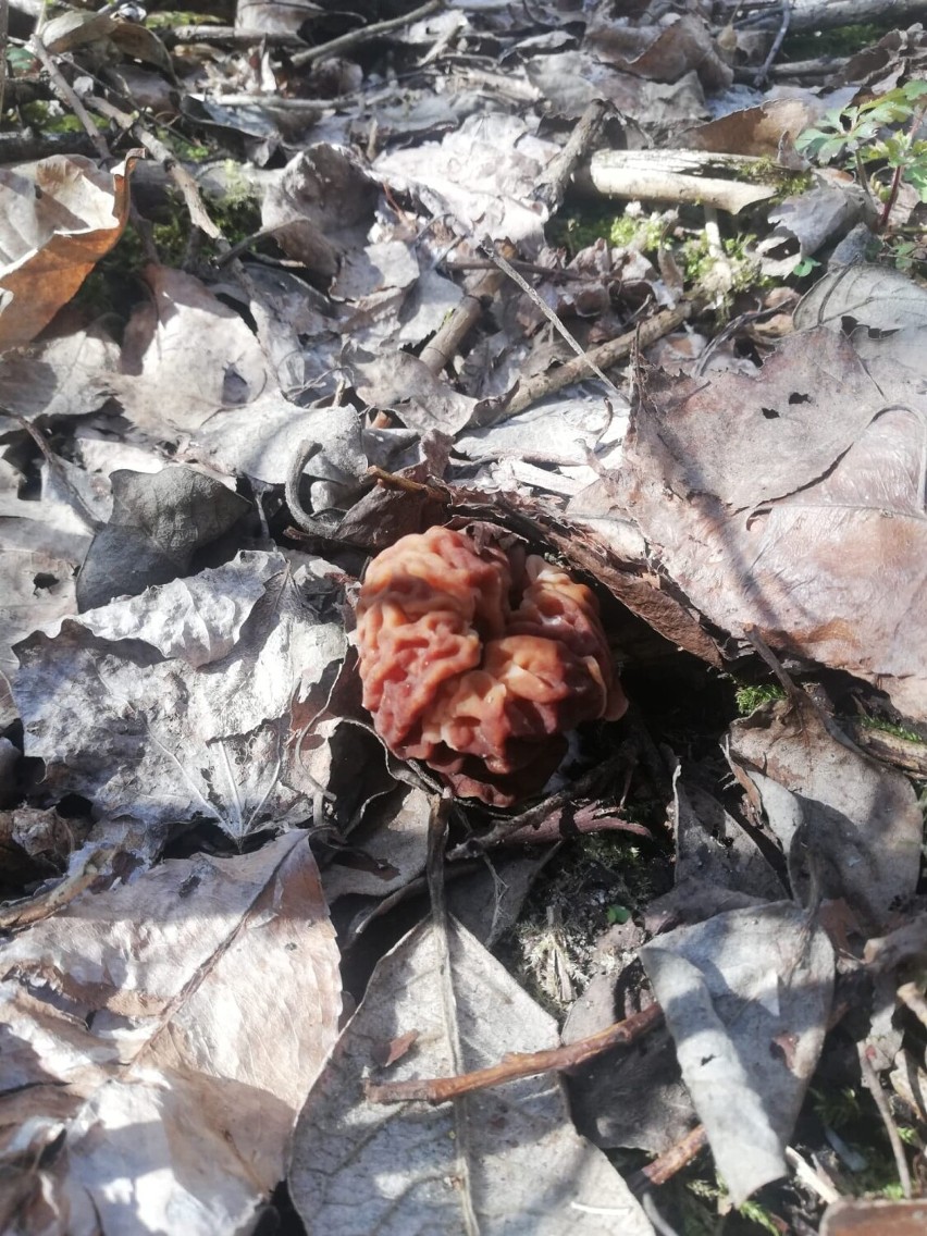 Mieszkaniec Bełchatowa znalazł wiosenne grzyby. Oto naparstniczka czeska