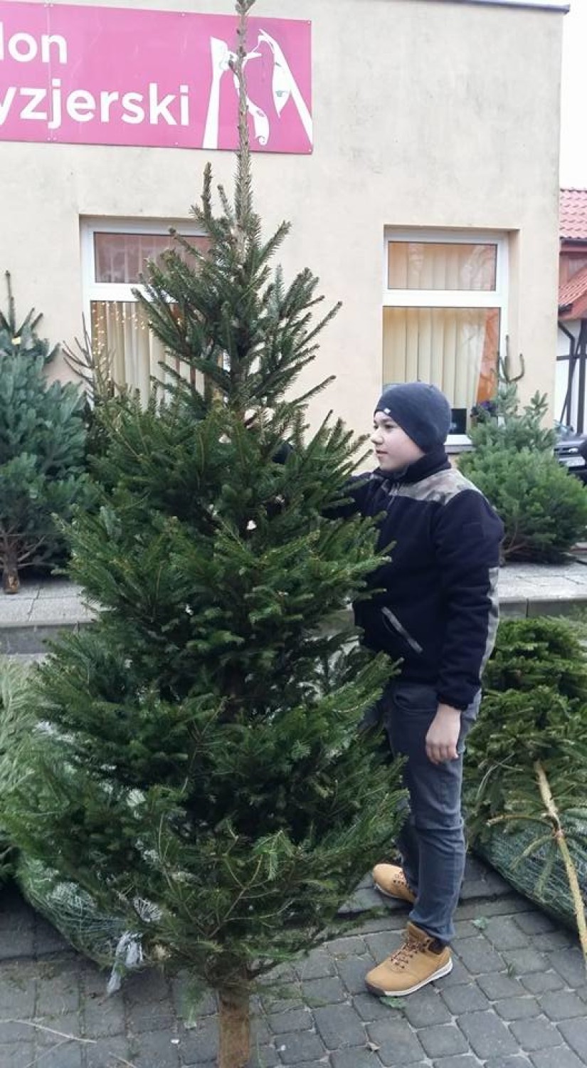 Świąteczna sprzedaż choinek w Helu (grudzień 2017)