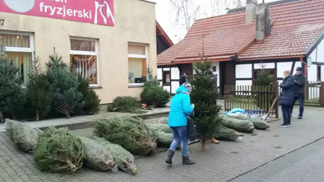 Świąteczna sprzedaż choinek w Helu (grudzień 2017)