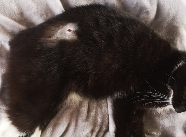 Sprawca postrzelił kota o imieniu Fifi, należącego do wielodzietnej rodziny z Ustronia.