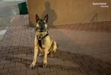 Pies „NAWIR” odnalazł zaginioną 80-latkę w Dąbrowie Górniczej