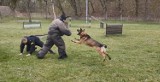 Międzynarodowy Dzień Psa 01.07.2020 r. To nie tylko wierni przyjaciele. Te psy policyjne pomagają ratować ludzkie życie! [zdjęcia, film]