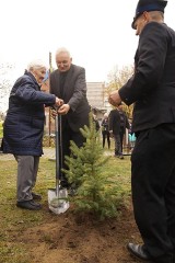 W Czarnowie zasadzili 100 drzew, aby uczcić setną rocznicę odzyskania niepodległości (ZDJĘCIA)