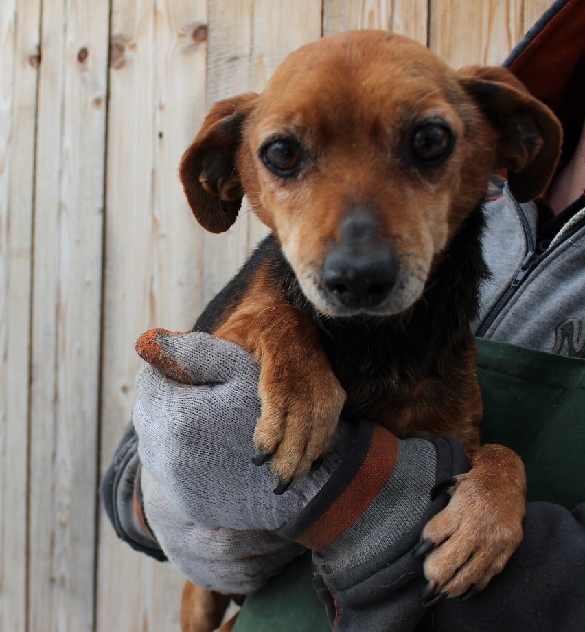 Psy ze schroniska w Nowym Targu szukają nowego domu