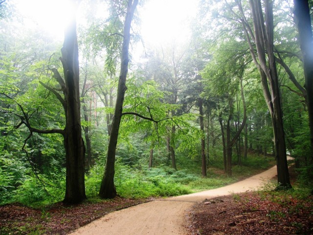 Park Mużakowski to jeden z najbardziej rozległych parków krajobrazowych w Europie