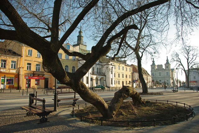 Krasnystaw. Klęczące drzewo zdobywcą tytułu Drzewo Roku 2018