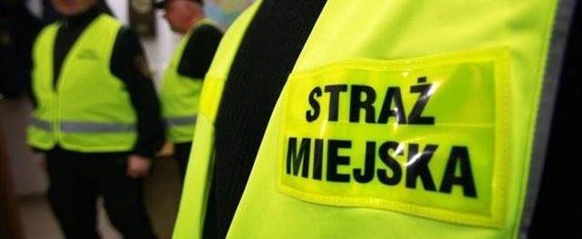 Straż Miejska w Kaliszu: Szukała go policja, wpadł przez... psa