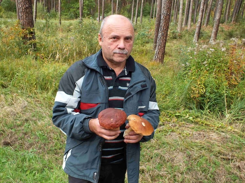 Mieszkańcy Starachowic oszaleli na punkcie grzybobrania. Zobacz zdjęcia pięknych okazów