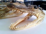 Częstochowa: Aligatory w paczce z Ameryki
