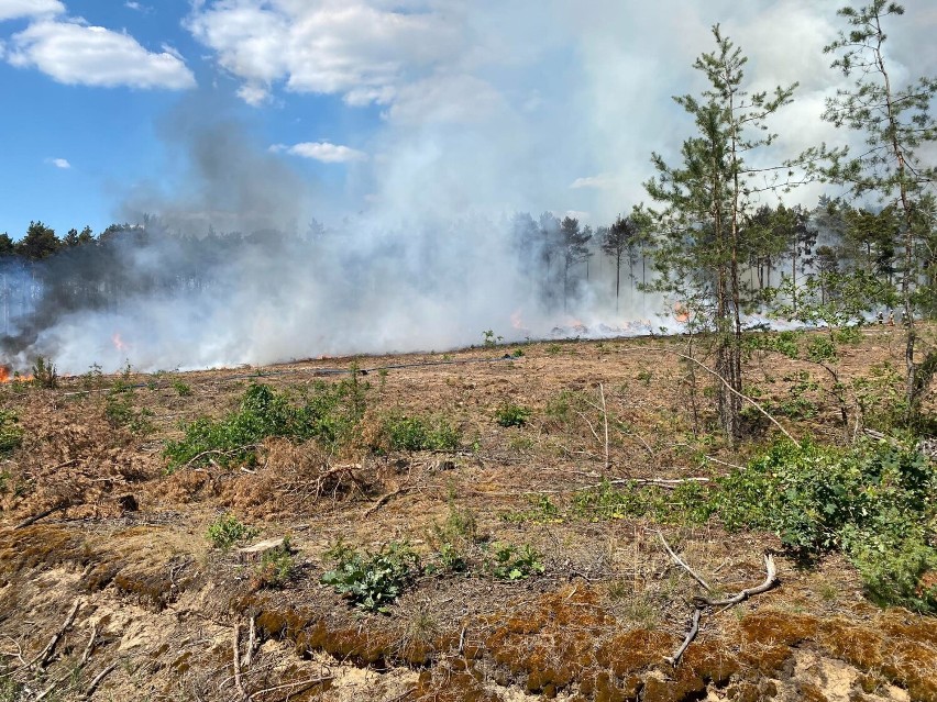 Pożar w lesie w gminie Lisków. W akcji gaśniczy Dromader. ZDJĘCIA