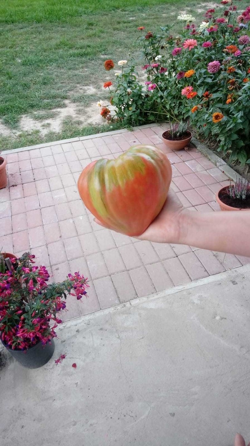 Pomidory giganty wyrosły w Zimnej Wódce.