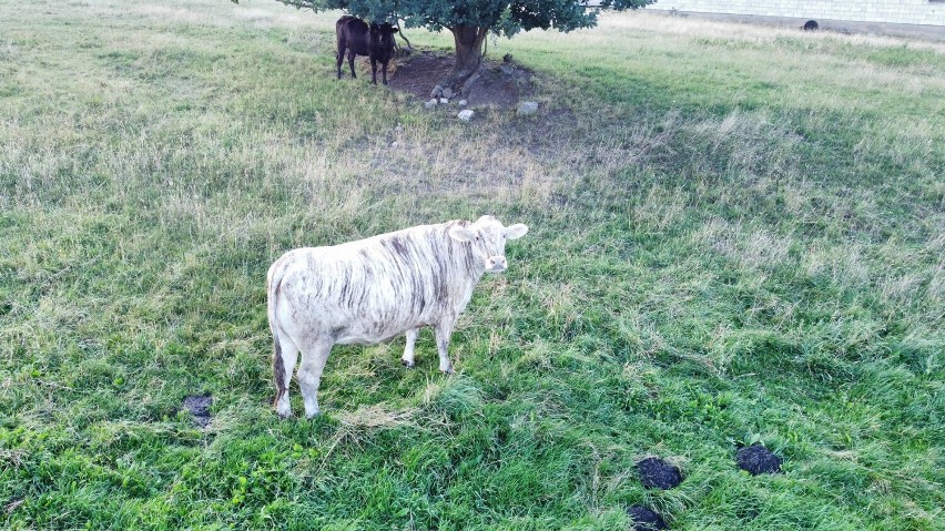 Czarna sąsiadka patrzy na krowę w paski z lekkim zdziwieniem