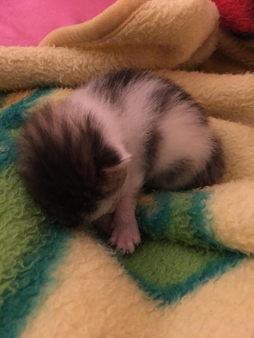 Mały kociak do adopcji