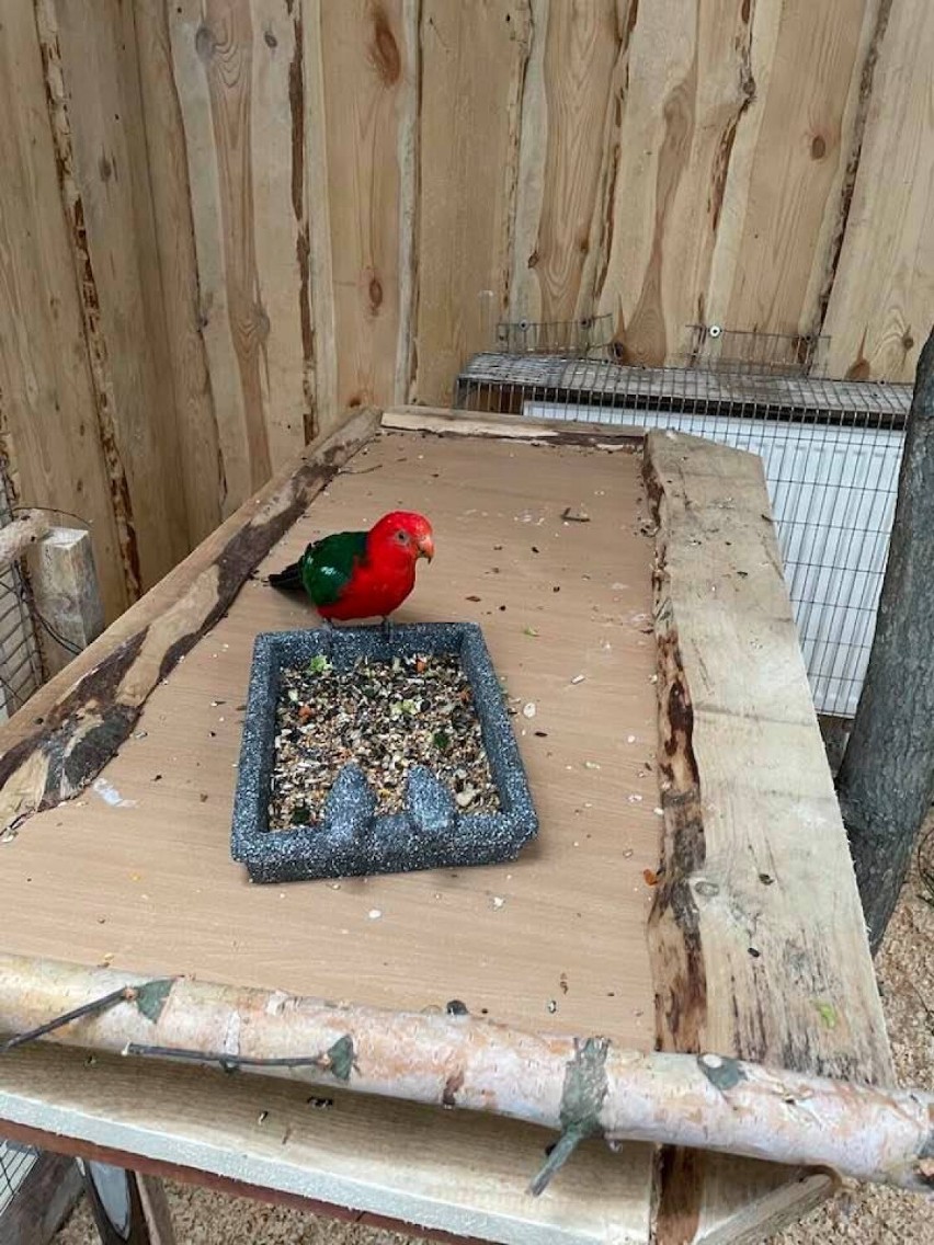 Papugarnia w Suwałkach. Wielkie otwarcie na Dzień Dziecka