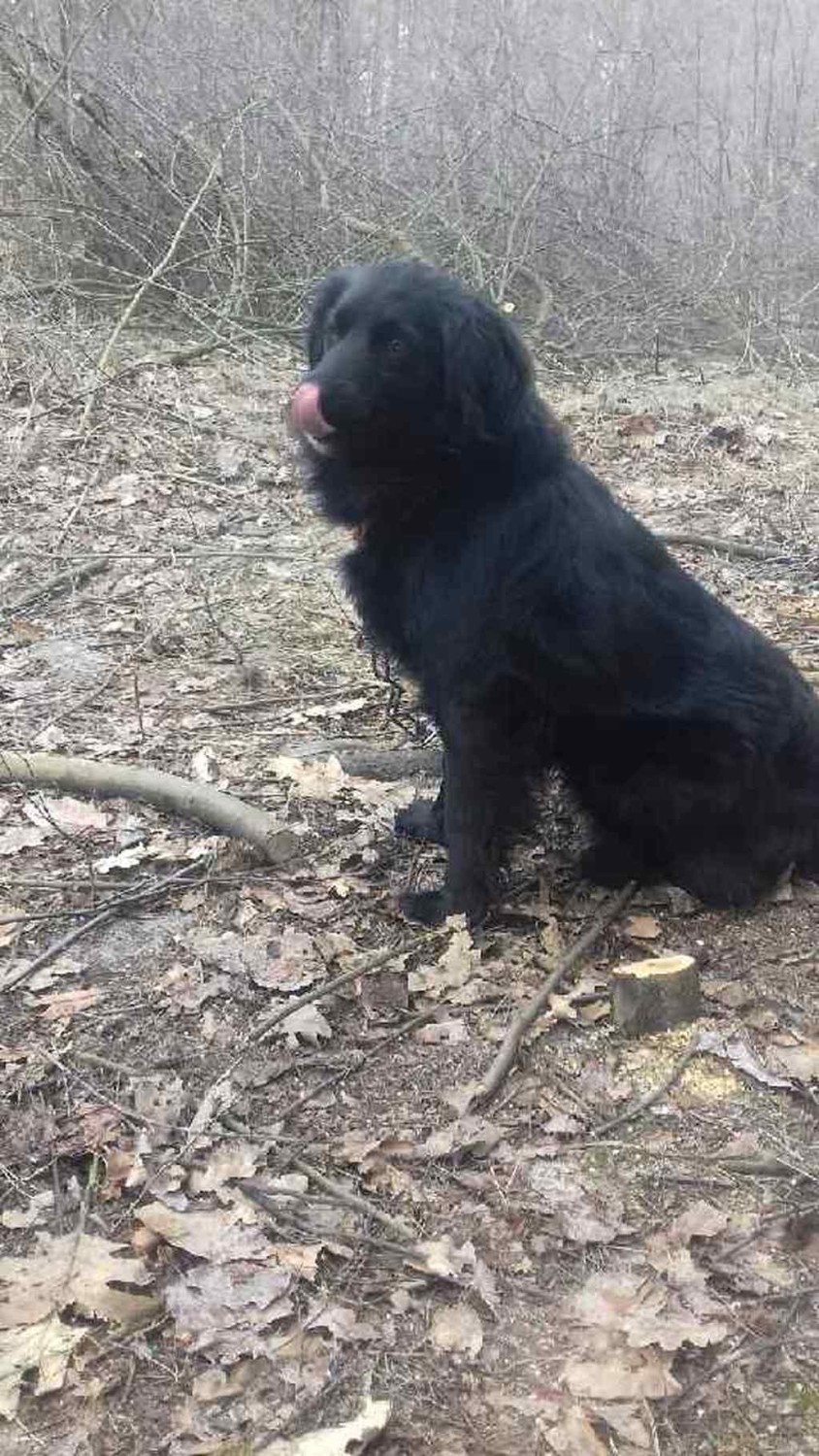 Pies znaleziony 9 lutego w lesie w Zdzieszulicach Dln