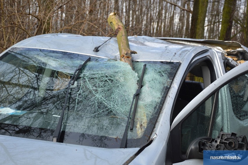 Wypadek w Wistce Królewskiej. Drzewo powaliło się na jadący samochód! Kierowca w szpitalu [zdjęcia]