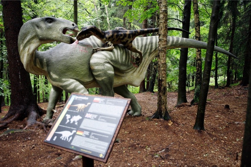 Można tu oglądać naturalnej wielkości figury dinozaurów w...