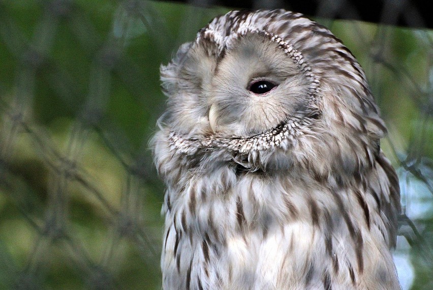 Spacer po Ogrodzie Zoologicznym w Krakowie [ZDJĘCIA]