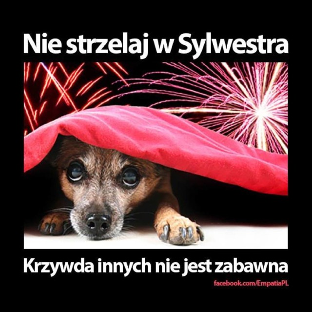 Sylwester to dla zwierzaków ogromny stres