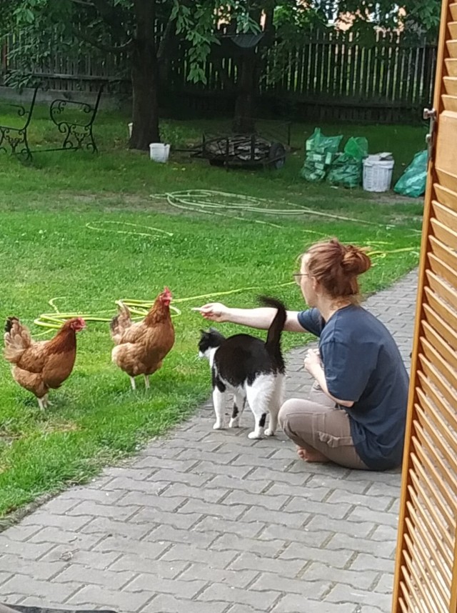 Kury potrafią żyć w zgodzie z innymi domowymi zwierzętami