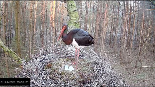 Łódź: Bocianica czarna, Fermina3, znowu zaskakuje! Na gnieździe pojawiło się piąte jajo! To nie zdarza się często