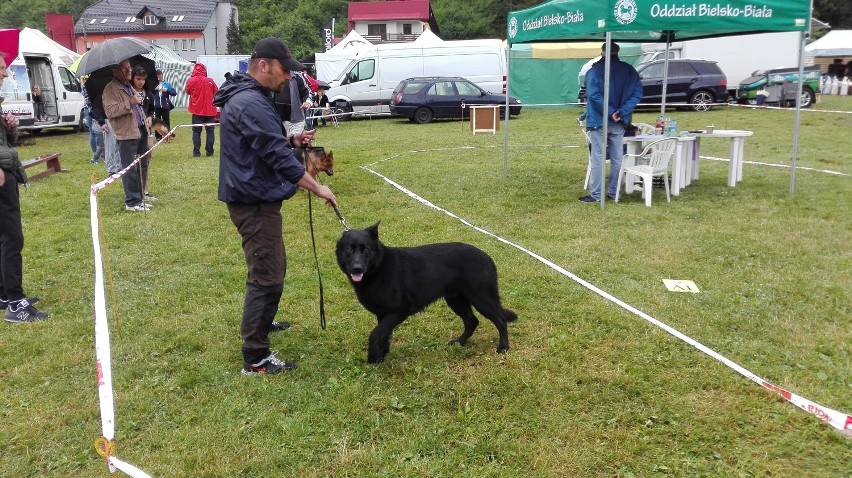 44. Beskidzka Wystawa Psów Rasowych - piękne psiaki na stadionie w Wiśle (Zdjęcia)