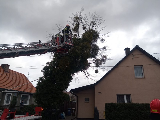 W Chełmnie przy ul. Jastrzębiej pochyliło się drzewo nad domem jednorodzinnym. Strażacy musieli je podciąć