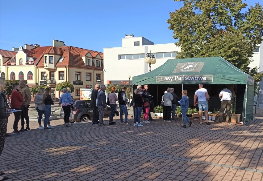 Tarnobrzeg. Sadzonki drzew były rozchwytywane. Mieszkańcy ustawili się w bardzo długiej kolejce [ZDJĘCIA]