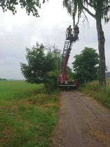 Nadłamane drzewo w pobliżu Krasnej Łąki - szybka akcja strażaków i zagrożenie usunięte [ZDJĘCIA]