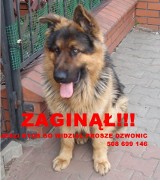W Dąbrowie Górniczej-Ząbkowicach zaginął pies rasy owczarek niemiecki