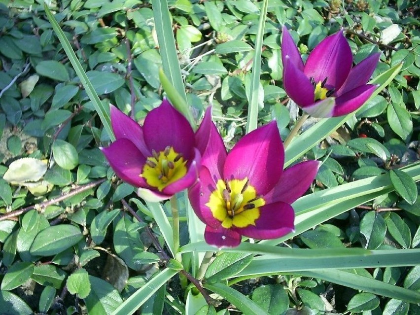 Tulipan bordowy, miniaturkaFot. Dorota Michalczak