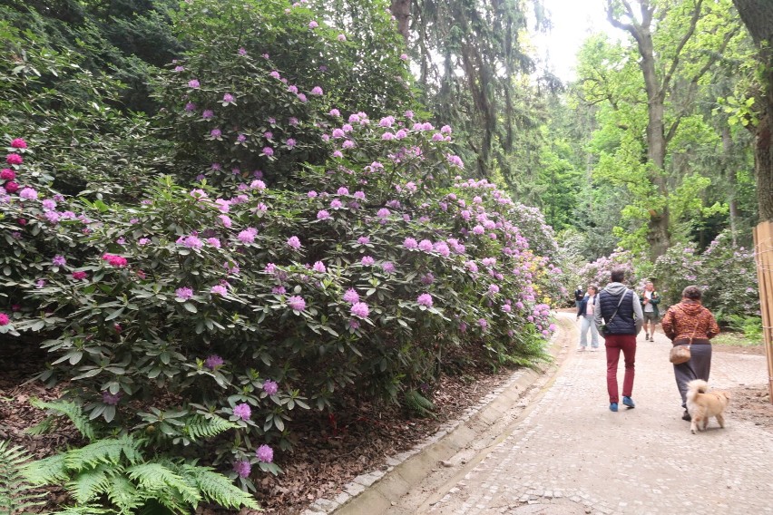 Najlepszy czas, by podziwiać kwitnące różaneczniki w Parku Zdrojowym w Szczawnie-Zdroju - zdjęcia