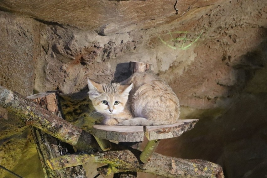 ZOO w Gdańsku  ma nowego lokatora! To kotka arabska o imieniu Maolie. Ma 16 miesięcy i przybyła z Francji