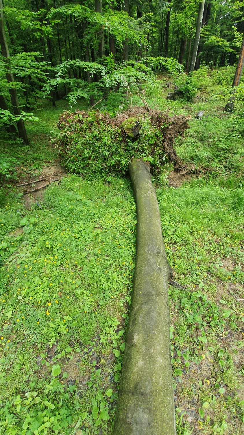 W Iwoniczu-Zdroju potężne drzewo runęło na altanę na trasie spacerowej [ZDJĘCIA]