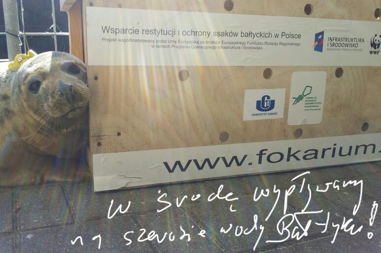 Młode foki z Helu wypuszczono na wolność w Czołpinie