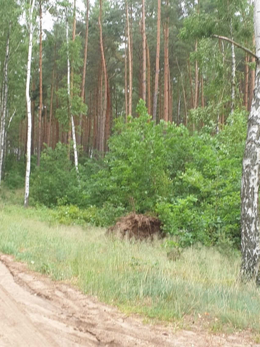 Burza w powiecie kościerskim. Uszkodzony samochód i powalone drzewa. Interweniowali strażacy [ZDJĘCIA]