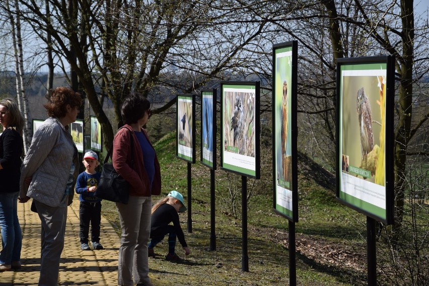 Śląski Ogród Botaniczny. Międzynarodowy Dzień Ptaków