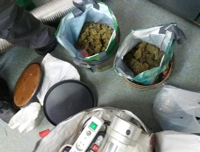 W mieszkaniu 26-latka policjanci znaleźli ponad pół kilograma marihuany oraz sprzęt do prowadzenia domowej plantacji