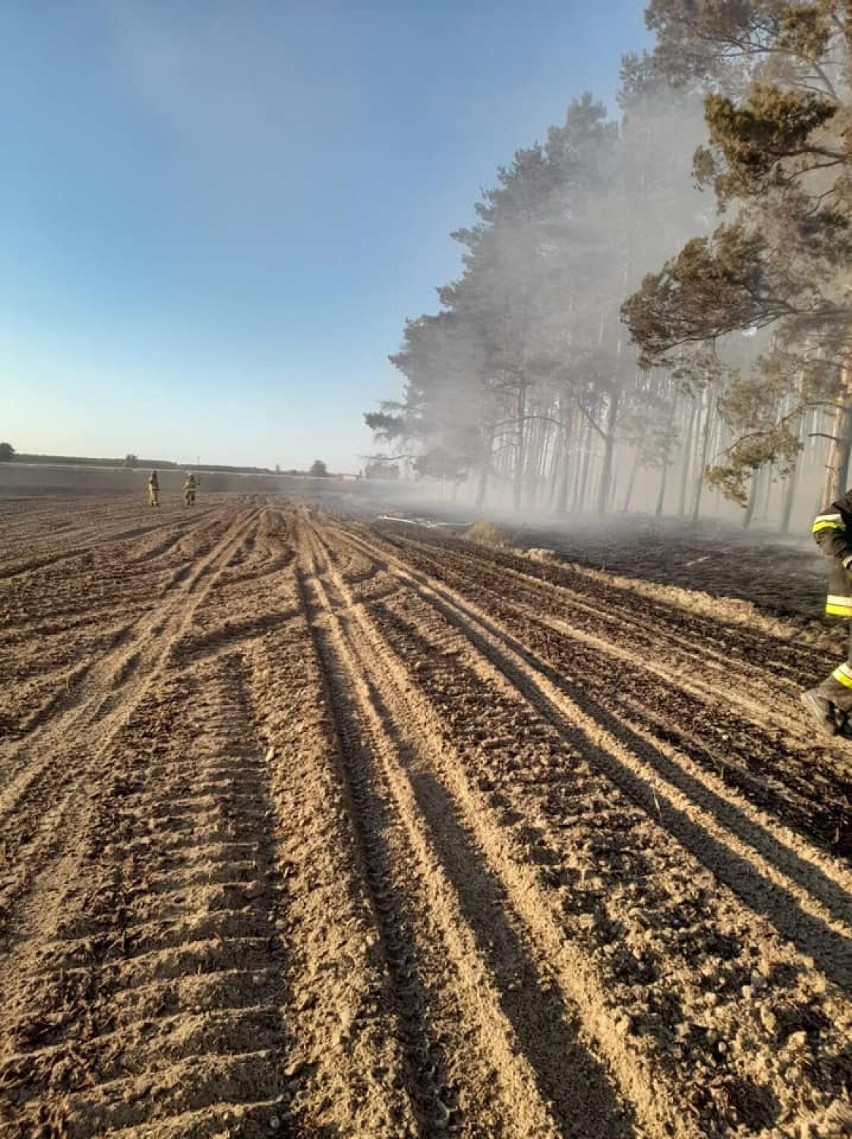 Ogromny pożar w okolicach Zbąszynia. Spłonęło 60 hektarów upraw i las [NOWE INFO][NOWE ZDJĘCIA]