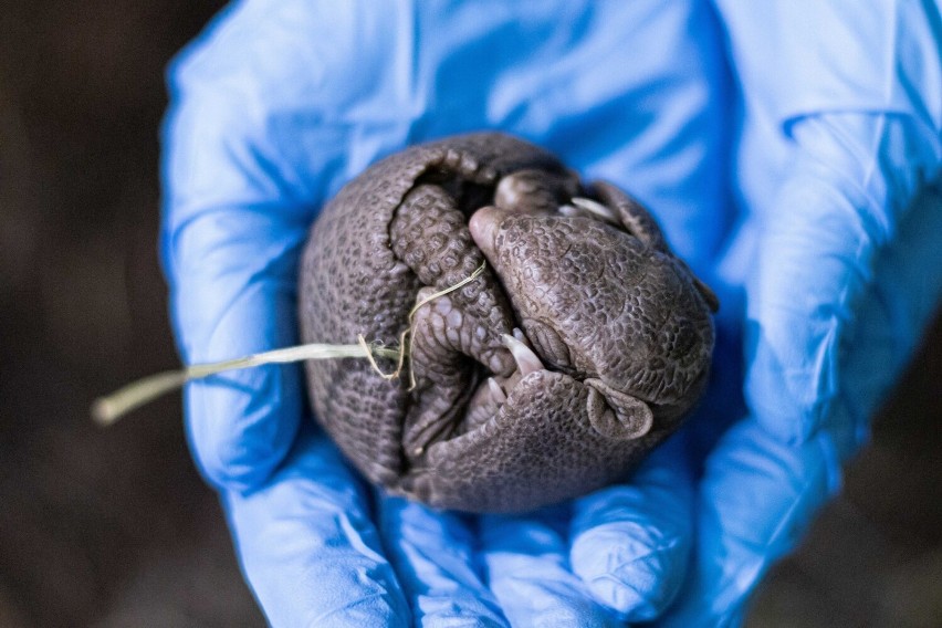 Warszawskie zoo ma nowego mieszkańca. Na świat przyszedł maleńki pancernik. Zwierzę zwinięte w kulkę mieści się na dłoni