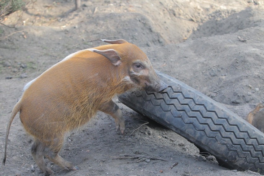 Urodziny Zoo w Poznaniu: Karmienie świń rzecznych i inne...