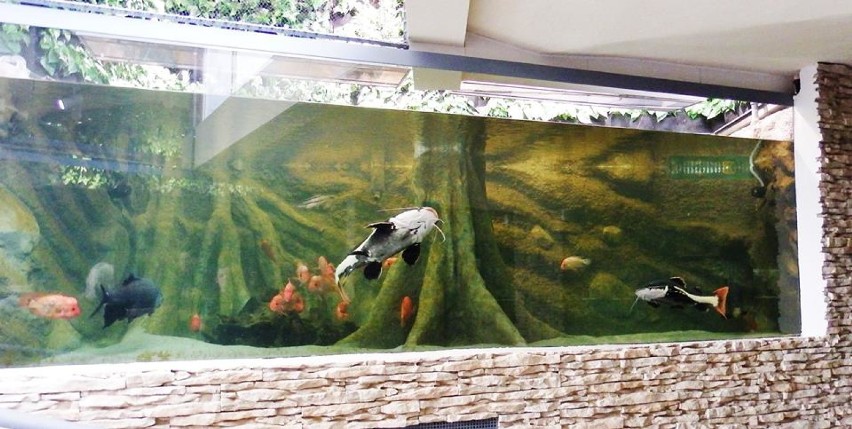 Śląski Ogród Zoologiczny: Otwarcie akwarium po przebudowie [ZDJĘCIA]