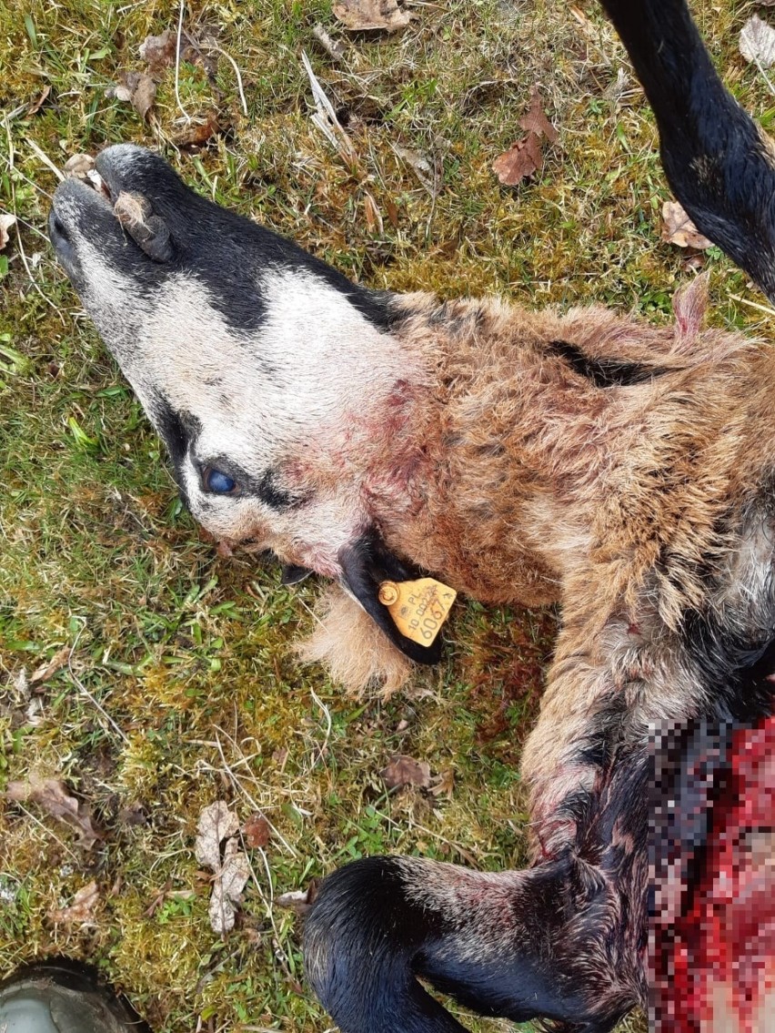 Wilki zaatakowały stado owiec kameruńskich w Kadłubie...