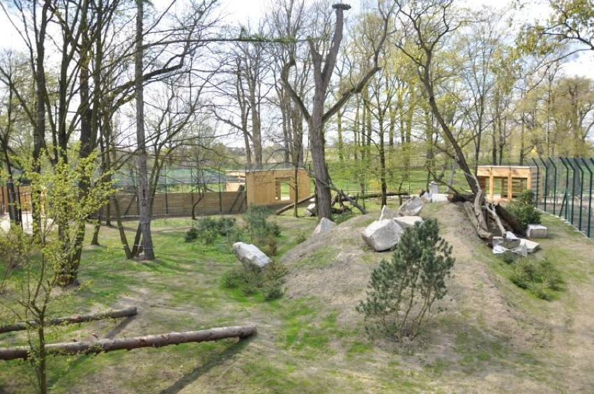 zoo we Wrocławiu rysie żbiki