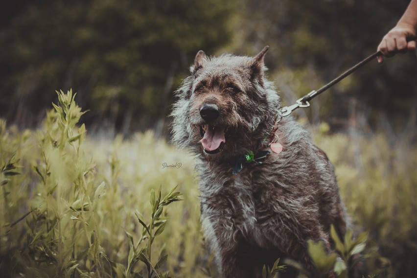 Fotograf z Chorzowa robi zdjęcia psiakom ze schroniska i zachęca do adopcji [ZDJĘCIA]