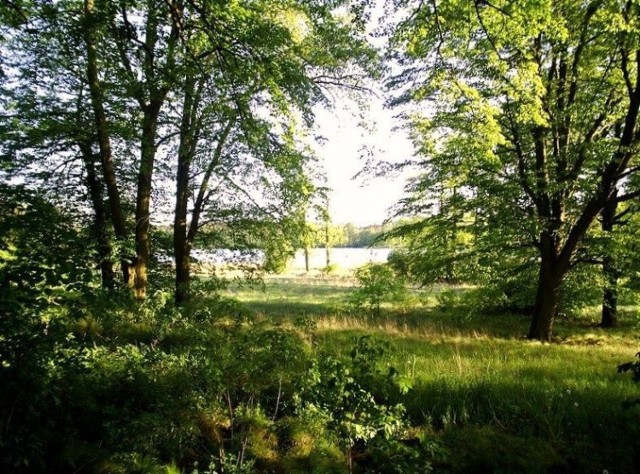 Park krajobrazowy w Świeszu. Fot.Karol Szmagalski